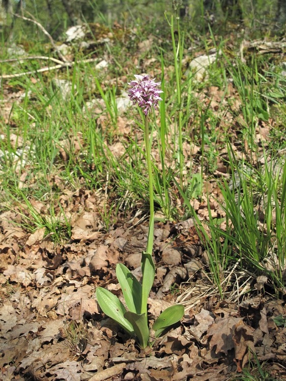 Orchis simia